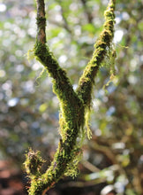 Load image into Gallery viewer, Special Grade Handmade Hui Yuan Keng Gao Cong Shui Xian