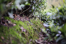 Load image into Gallery viewer, 2022 White Tea Collection