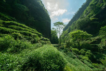 Load image into Gallery viewer, 2022 new variety of rock tea: Return of Spring(春闺)
