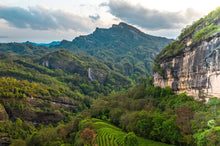 Load image into Gallery viewer, 2022 new variety of rock tea: Return of Spring(春闺)