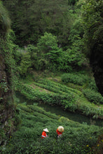 Load image into Gallery viewer, 2022 Cao Xie Xian Rou Gui (草鞋仙肉桂)