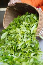 Load image into Gallery viewer, 2019 Xiao Hu Sai GuShu Puer Shneg tea
