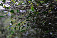 Load image into Gallery viewer, Old tree Rou Gui (Limited sale)