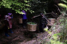 Load image into Gallery viewer, "The Cup of China"|Gold Award Shui Xian金奖水仙