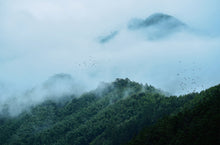 Load image into Gallery viewer, 2007 Chen Tea "Iron Arhat" 铁罗汉