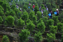 Load image into Gallery viewer, Lao Cong Wu Dong PeachFragrant Dan Cong