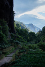 Load image into Gallery viewer, 2016 Hui Yuan Keng Lao Cong Shui Xian