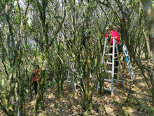 Load image into Gallery viewer, Phoenix Single Cong: Lao Cong Duck Feces Fragrance "Silver Flower Fragrance"