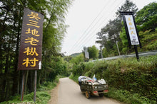 Load image into Gallery viewer, "100 Years + Old Cong Narcissus"100+百年老枞水仙