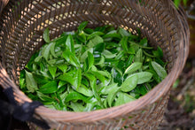 Load image into Gallery viewer, “Lao Cong Ye Lai Xiang” Phoenix dancong oolong/老枞夜来香