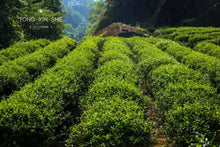 Load image into Gallery viewer, Bulguk Rock Rou Gui/佛国岩肉桂