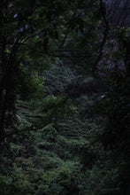 Load image into Gallery viewer, 2016 Hui Yuan Keng Lao Cong Shui Xian