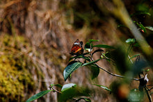 Load image into Gallery viewer, Old tree Rou Gui (Limited sale)