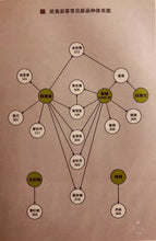 Load image into Gallery viewer, 2020/Huang Guan Yin (黄观音代号105)