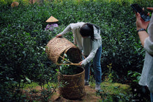 Load image into Gallery viewer, Niu Lan Keng Rou Gui/牛栏坑肉桂(二道火)