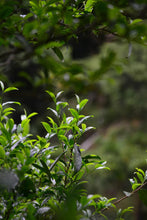 Load image into Gallery viewer, Limited Sale/Phoenix Single Cong Lao Cong Ba Xian