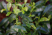 Load image into Gallery viewer, "Fei Zi Xiao" black tea from Tongmuguan in Wuyishan, Fujian