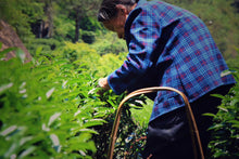 Load image into Gallery viewer, Da Wang Feng Rou Gui/大王峰肉桂