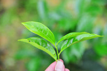 Load image into Gallery viewer, “Lao Cong Ye Lai Xiang” Phoenix dancong oolong/老枞夜来香