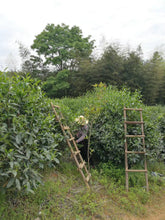 Load image into Gallery viewer, Gao Cong Shui Xian(高枞水仙)