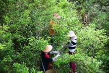 Load image into Gallery viewer, Peach Kernel Aroma Fenghuang Dancong Oolong/凤凰单丛桃仁香