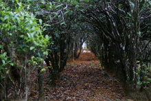 Load image into Gallery viewer, An Jiao Mi Lan Xiang /庵角蜜兰香