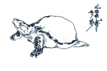 Load image into Gallery viewer, Golden Water Turtle - 水金龟(Shui Jin Gui)50g