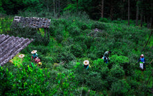 Load image into Gallery viewer, Limited Edition "Guwangkeng Jin Junmei"