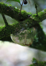 Load image into Gallery viewer, Wuyi Rock Tea Zheng Yan “Bi Shi Yan Rou Gui”