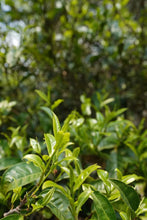 Load image into Gallery viewer, 2019 Xiao Hu Sai GuShu Puer Shneg tea