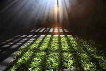 Load image into Gallery viewer, 往事如煙/2006 Traditional Smoked Black Tea