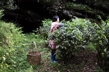 Load image into Gallery viewer, "The Cup of China"|Gold Award Shui Xian金奖水仙