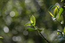 Load image into Gallery viewer, Phoenix Dan Cong "Ginger Flower Fragrance"