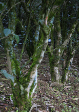 Load image into Gallery viewer, Wuyi Rock Tea Zheng Yan “Bi Shi Yan Rou Gui”