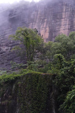 Load image into Gallery viewer, 2016 Hui Yuan Keng Lao Cong Shui Xian