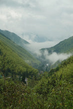 Load image into Gallery viewer, Fujian Wuyi Mountain Tongmuguan wild black tea