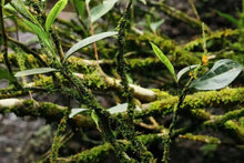 Load image into Gallery viewer, Special Grade Handmade Hui Yuan Keng Gao Cong Shui Xian