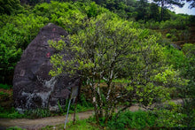 Load image into Gallery viewer, Phoenix Dan Cong "Ginger Flower Fragrance"