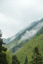 Load image into Gallery viewer, Fujian Wuyi Mountain Tongmuguan wild black tea