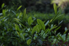 Load image into Gallery viewer, Zheng Yan Lotus Peak "Ruixiang"