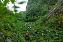 Load image into Gallery viewer, Bamboo Nest Rou Gui /竹窠肉桂