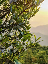 Load image into Gallery viewer, “SNOW FLAKES”Phoenix dancong oolong/“雪片”