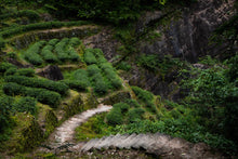 Load image into Gallery viewer, Bamboo Nest Rou Gui /竹窠肉桂