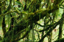 Load image into Gallery viewer, Special Grade Handmade Hui Yuan Keng Gao Cong Shui Xian