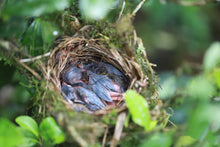 Load image into Gallery viewer, Tong Muguan "Gu Wang Keng" Lao Cong black tea / tree age 160 years old.