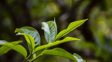 Load image into Gallery viewer, 2022 Daxueshan Ancient Tree Tea/Puer Sheng Tea