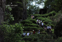 Load image into Gallery viewer, Rock tea core producing areas :Dao Shui Keng Rou Gui “倒水坑肉桂”