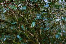 Load image into Gallery viewer, Old tree Rou Gui (Limited sale)