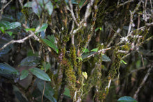 Load image into Gallery viewer, Old tree Rou Gui (Limited sale)