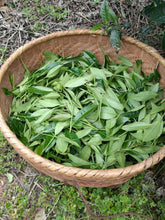 Load image into Gallery viewer, Gao Cong Shui Xian(高枞水仙)